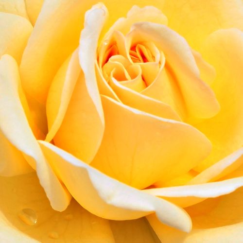 Viveros y Jardinería online - Amarillo - Rosa - Rosas Floribunda - rosa sin fragancia - Rosal Rivedoux-plage™ - Dominique Massad - Las flores son de aroma discreta y con multitud de pétalos que nos recuerdan a las rosas románticas